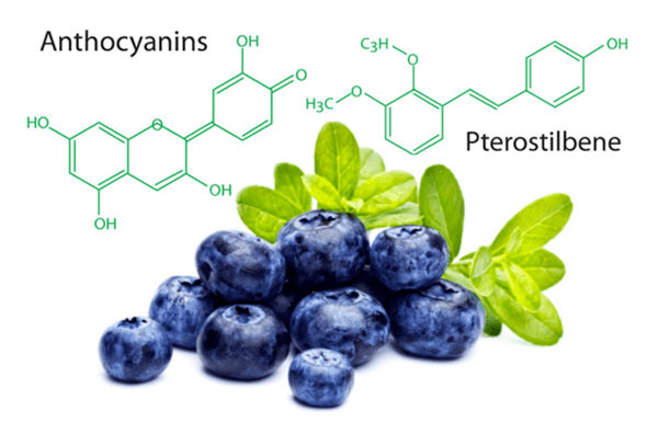 Quả việt quất có tác dụng chống oxy hóa