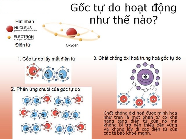 Quả việt quất giúp vô hiệu hóa các gốc tự do